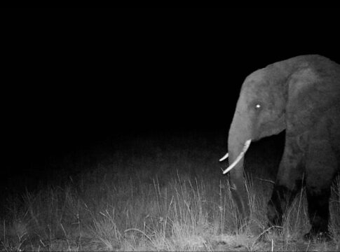 ヴェルナー・ヘルツォーク監督が追う「ゴーストエレファント」の謎：新種ゾウ発見への探求